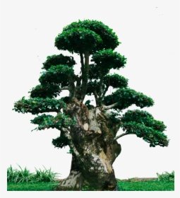 Bonsai Png, Transparent Png, Free Download