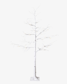 Decorative Tree Tobby Tree - Red Pine, HD Png Download, Free Download