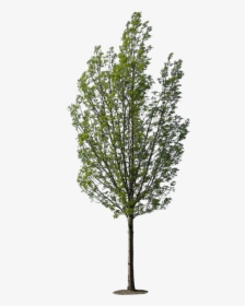 Tree High Resolution Texture - Tree Texture, HD Png Download, Free Download