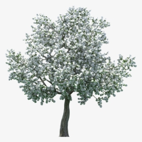 Tree Clipart Realistic Blossom - Apple Tree Png Transparent, Png Download, Free Download