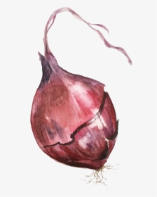 Transparent Fall Watercolor Png - Red Onion, Png Download, Free Download