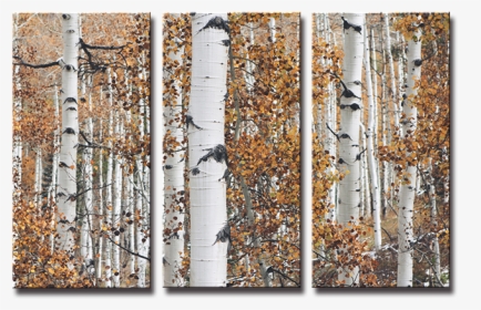 Birch Trees, HD Png Download, Free Download