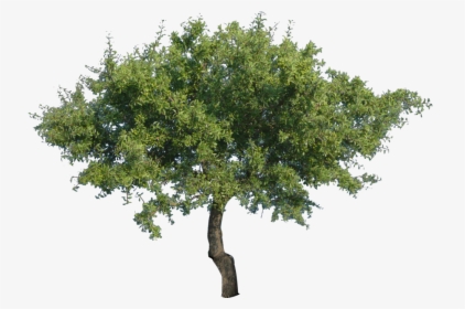 Tree Clip Art - Tree Png Transparent, Png Download, Free Download