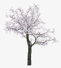 Japanese Tree - Japanese Tree Png, Transparent Png, Free Download