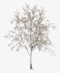 Birch Winter Snow Png, Transparent Png, Free Download