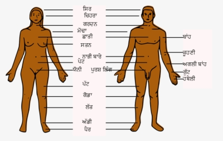 Human Body Parts Pa - Body Parts Of Boy, HD Png Download, Free Download