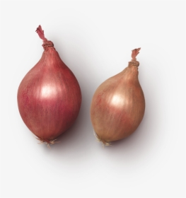 Yellow Onion, HD Png Download, Free Download