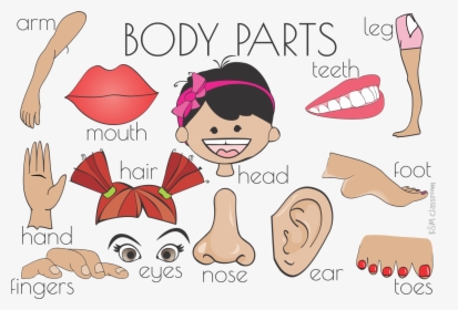 Head Clipart Body Part - Flash Card Body Parts Flashcards Printable, HD Png  Download - kindpng