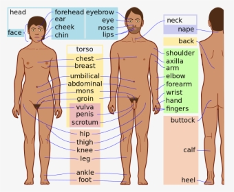 Body Parts Of Men, HD Png Download, Free Download
