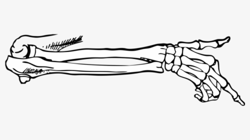 Transparent Png Body Parts - Skeleton Arm On Transparent, Png Download, Free Download