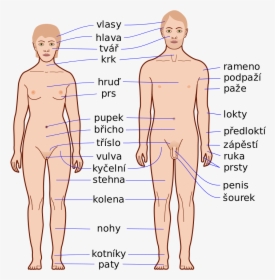 External Features Of Human, HD Png Download, Free Download