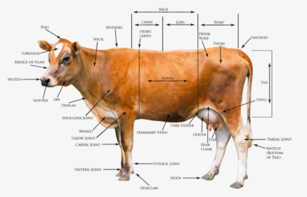 Cows Body Diagram Wiring Diagrams Cows Body Diagram - Dairy Cattle Body Conformation, HD Png Download, Free Download
