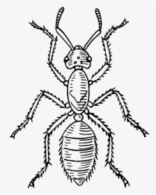 Transparent Ant Clipart Png - Insect Body Parts, Png Download, Free Download