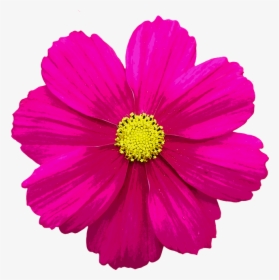 Flower Illustration Png - Color De Una Flor, Transparent Png, Free Download