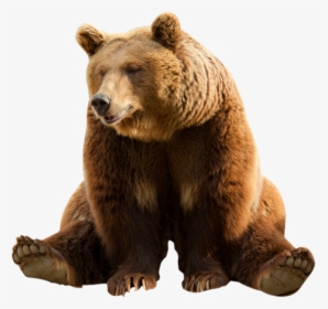 Bear Png Image With Transparent Background Bears Png - Transparent Background Brown Bear Transparent, Png Download, Free Download