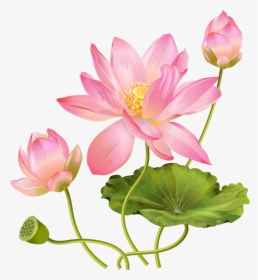 Lotus Flower Png - Lotus Flower Png Free, Transparent Png, Free Download