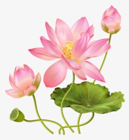 Get Transparent Background Gold Lotus Flower Png Background