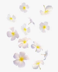 White Transparent Png Falling Flowers Png, Png Download, Free Download