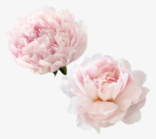 Beautiful Pink Peony Flowers, White Peony, Flowers, - Peony Png, Transparent Png, Free Download