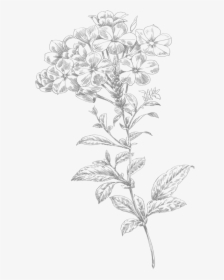 Line Art Flower Small - Drawing Of Flowers Png, Transparent Png, Free Download