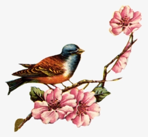 Transparent Vintage Frames Png - Vintage Bird And Flowers, Png Download, Free Download
