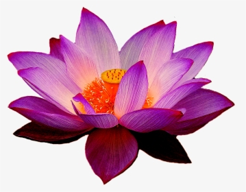 Lotus Flower Png - Purple Lotus Flower Png, Transparent Png, Free Download
