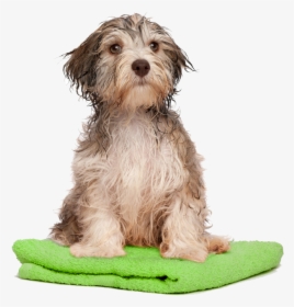 Dog Bath Png Transparent Dog Bath - Dog Bath Png, Png Download, Free Download