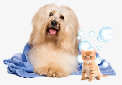 Dog In Towel Png, Transparent Png, Free Download