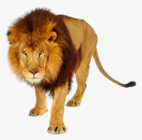 Lion Png Images And Clipart Free Download Black And - Transparent Tiger Png Hd, Png Download, Free Download