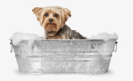 Yorkie In The Bath - Dog Grooming Images Hd, HD Png Download, Free Download