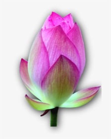 Lotus Blossom, Isolated, Lotus, Flower - Real Lotus Flower Png, Transparent Png, Free Download