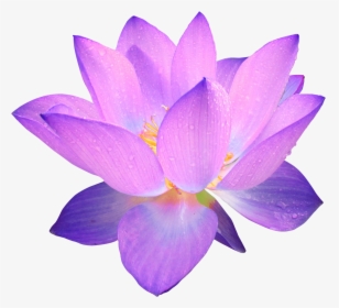Purple Lotus Flower Png, Transparent Png, Free Download
