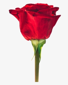 Good Morning Small Flowers , Png Download - Red Rose Photo Download, Transparent Png, Free Download