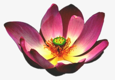 Lotus Flower, HD Png Download, Free Download