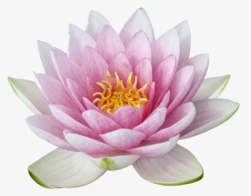 Lotus Flower Png, Transparent Png, Free Download