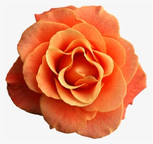 Rose Clipart Orange - Orange Flower Transparent Background, HD Png Download, Free Download