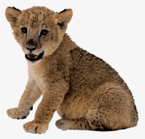 Transparent Lion Clipart - Cute Lion Cub Png, Png Download, Free Download