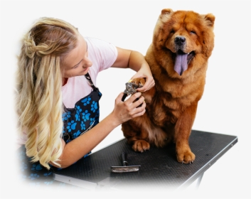 Chow Chow, HD Png Download, Free Download