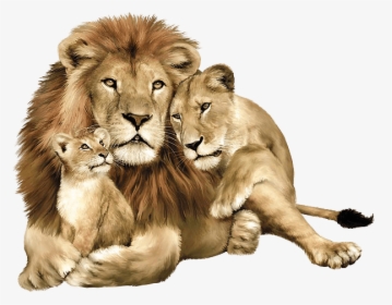 Download Lion Png Image Image Download Picture Lions - Lion And Lioness With Cubs, Transparent Png, Free Download