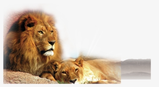 Transparent Lion Cub Clipart - Difference Between A Lion And A Lioness, HD Png Download, Free Download