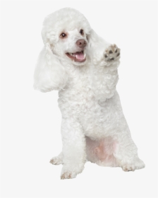 Toy Poodle, HD Png Download, Free Download