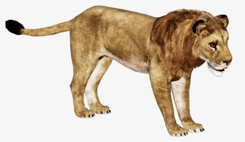 African Lion Png Hd - Zoo Tycoon 2 African Lion, Transparent Png, Free Download