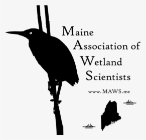 Maws Logo - Ciconiiformes, HD Png Download, Free Download