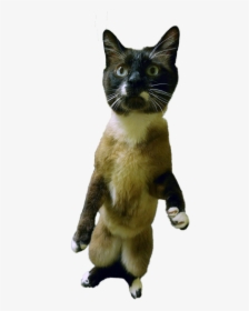 Siamese, HD Png Download, Free Download