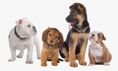 Transparent Background Dogs Png, Png Download, Free Download