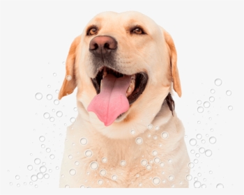 Conga´s Pet Grooming - Labrador Lingua, HD Png Download, Free Download