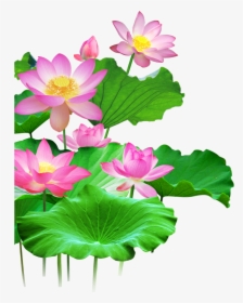 #mq #lotus #flower #flowers #pink #waters #green #leaf - Lotus Png Free Download, Transparent Png, Free Download