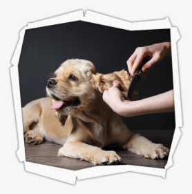 Pet Grooming Services - Dog Grooming, HD Png Download, Free Download