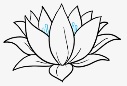 How To Draw Lotus Flower - Sketch Water Lily Drawing, HD Png Download, Free Download