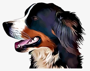 Bernese Mountain, Dog, Animal, Pet, Cute, Canine - Bernese Mountain Dog, HD Png Download, Free Download